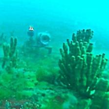 «Байкал в режиме реального времени» подводная видеокамера
